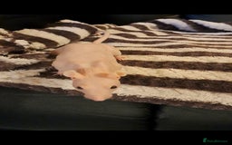 Rat rodents for sale: FEMALE RAT URGENT REHOMING. - Image 2