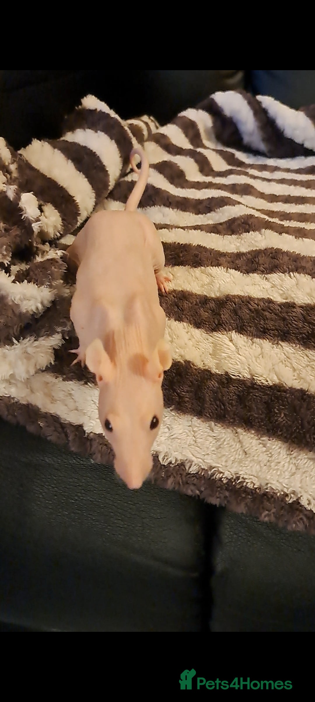 Rat rodents for sale: FEMALE RAT URGENT REHOMING. - Image 2