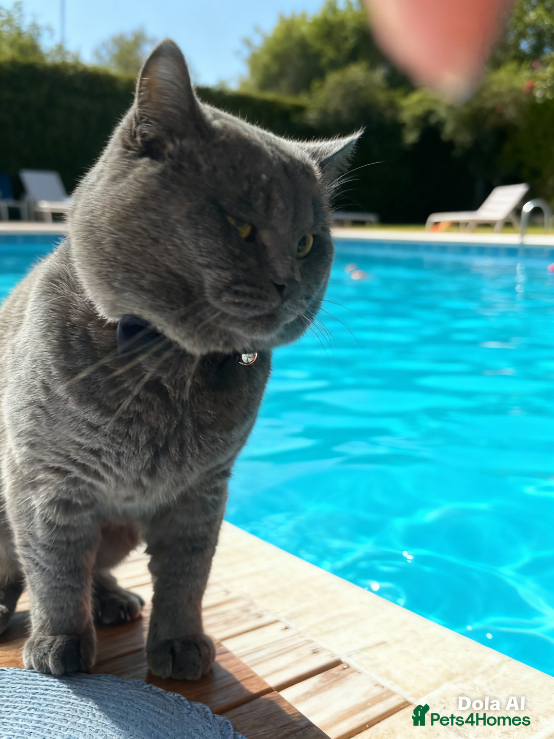 British Shorthair cats for stud: Mr Bond - Advert 2