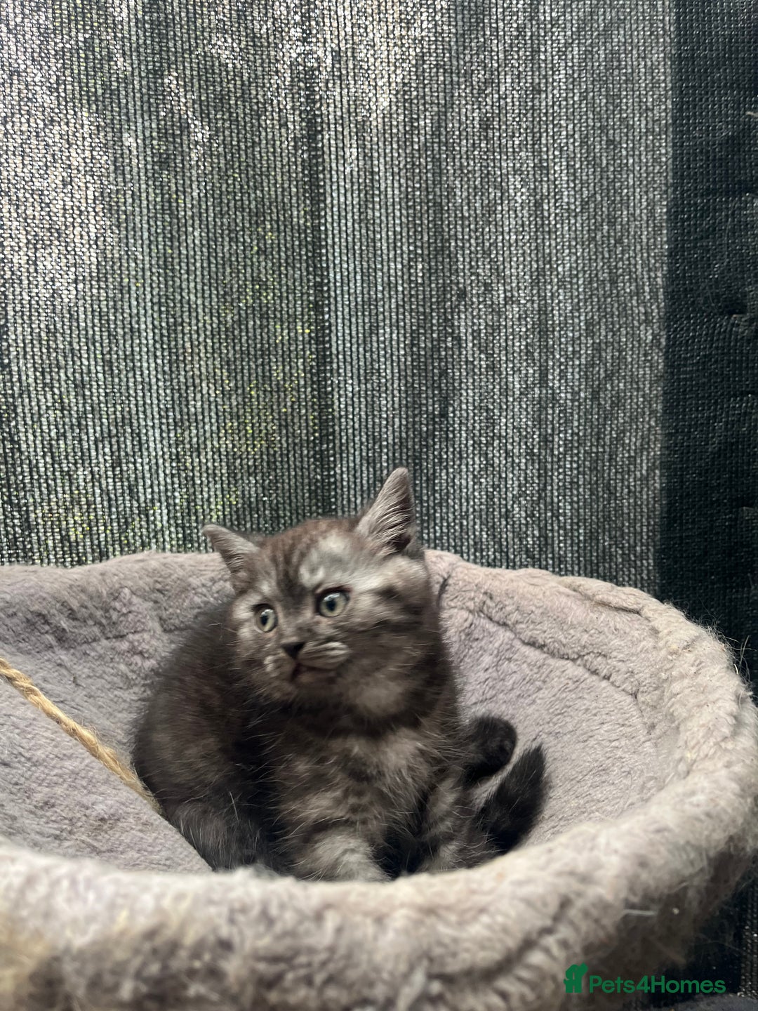 Persian cats for sale: Mixed breed persians - Image 1