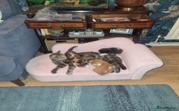 Mixed Breed cats for sale: Playful kittens dog savvy - Image 8