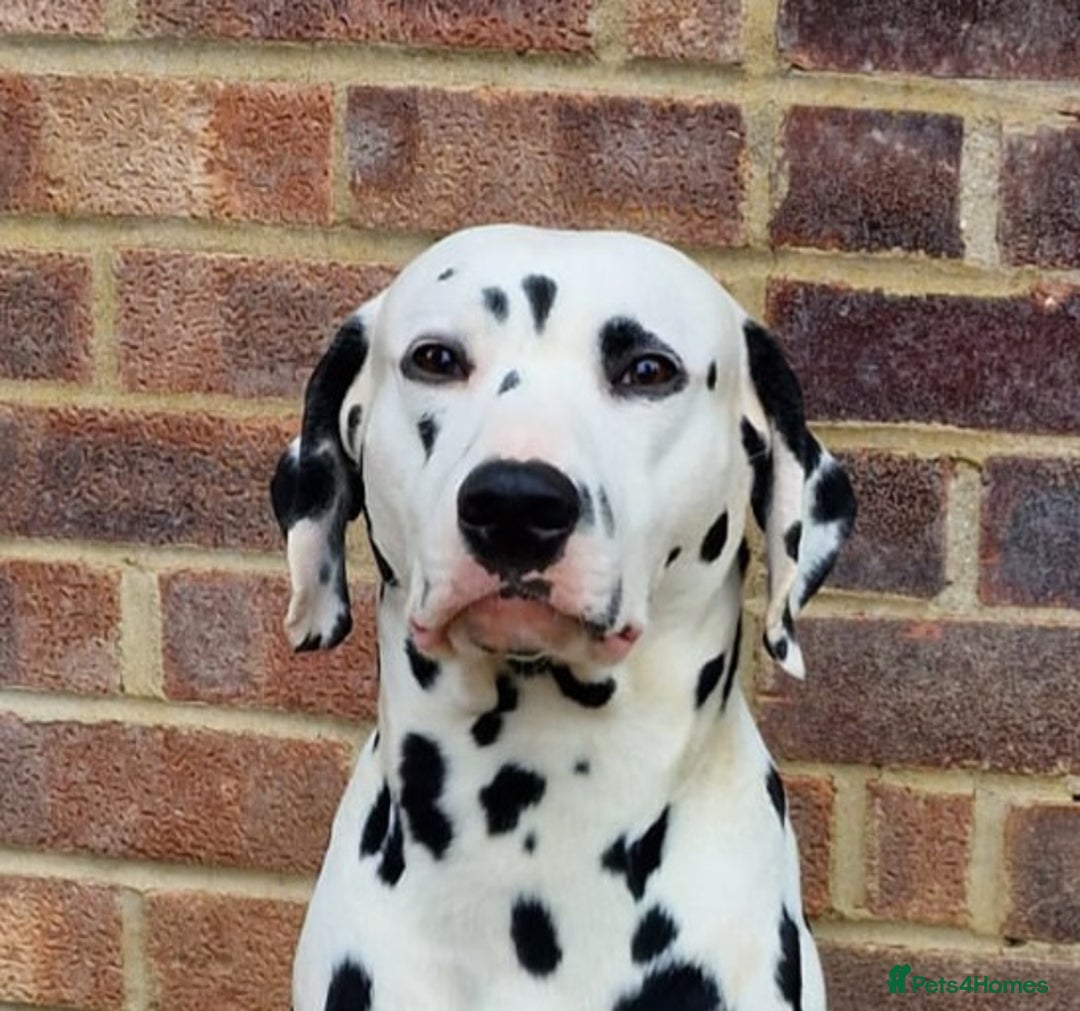 Dalmatian dogs for stud: Kc Baer tested studs available proven in Bedford - Image 2
