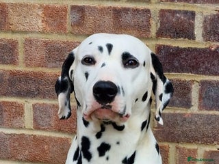 Dalmatian dogs in Bedford - Advert 6