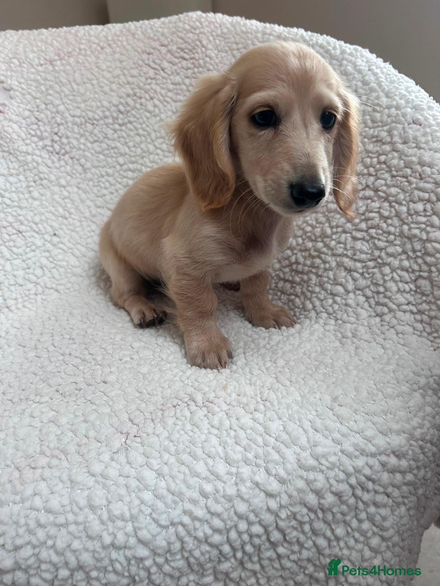 Miniature Dachshund dogs ***mini dachshund *** - Advert 1