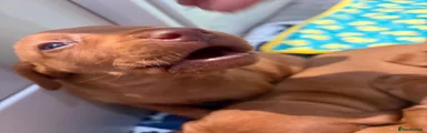Trex Stomp