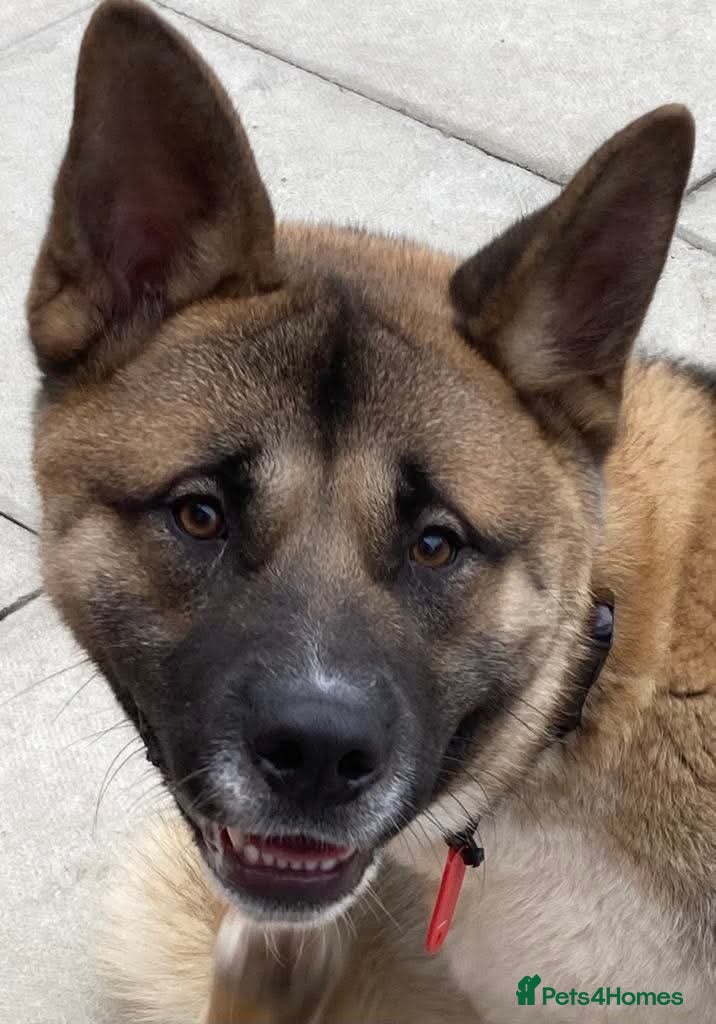 Akita dogs Felix in Worksop - Advert 11