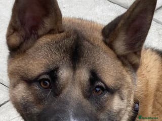 Akita dogs Felix in Worksop - Advert 13