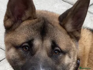 Akita dogs Felix in Worksop - Advert 4