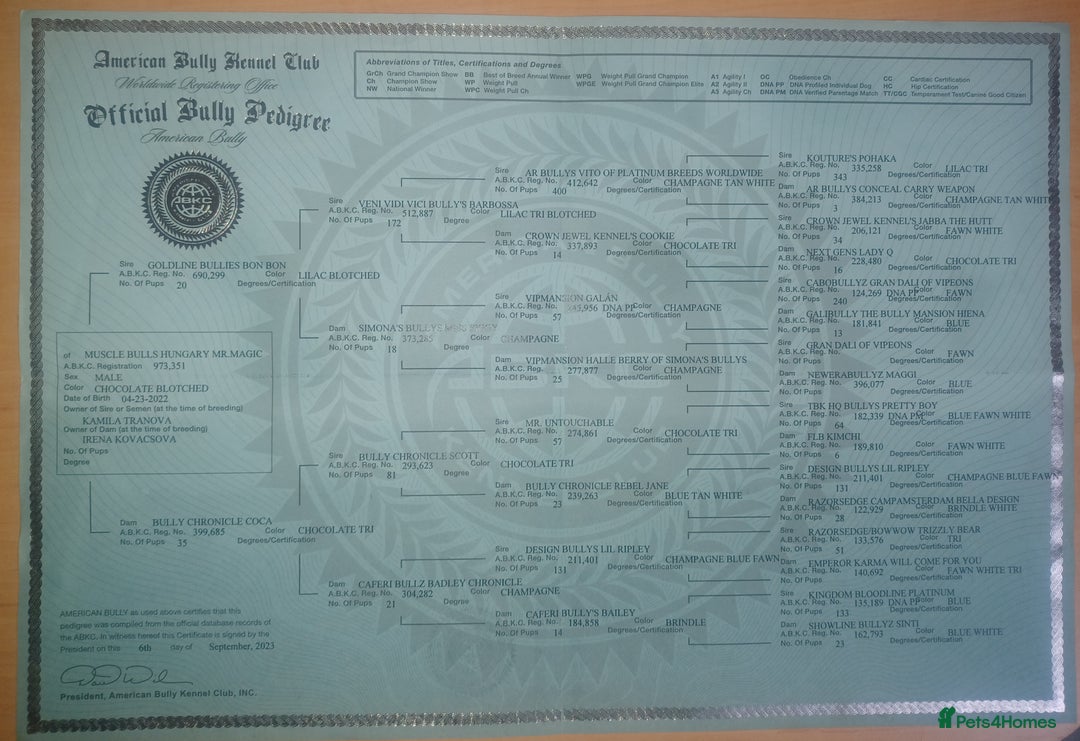 American Bully dogs for sale: x2 American Bully Puppies (Male) - Advert 4