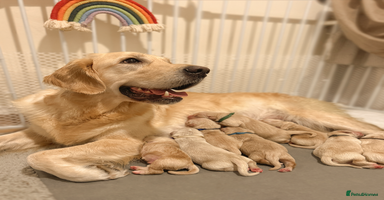 Golden Retriever dogs - Advert 1