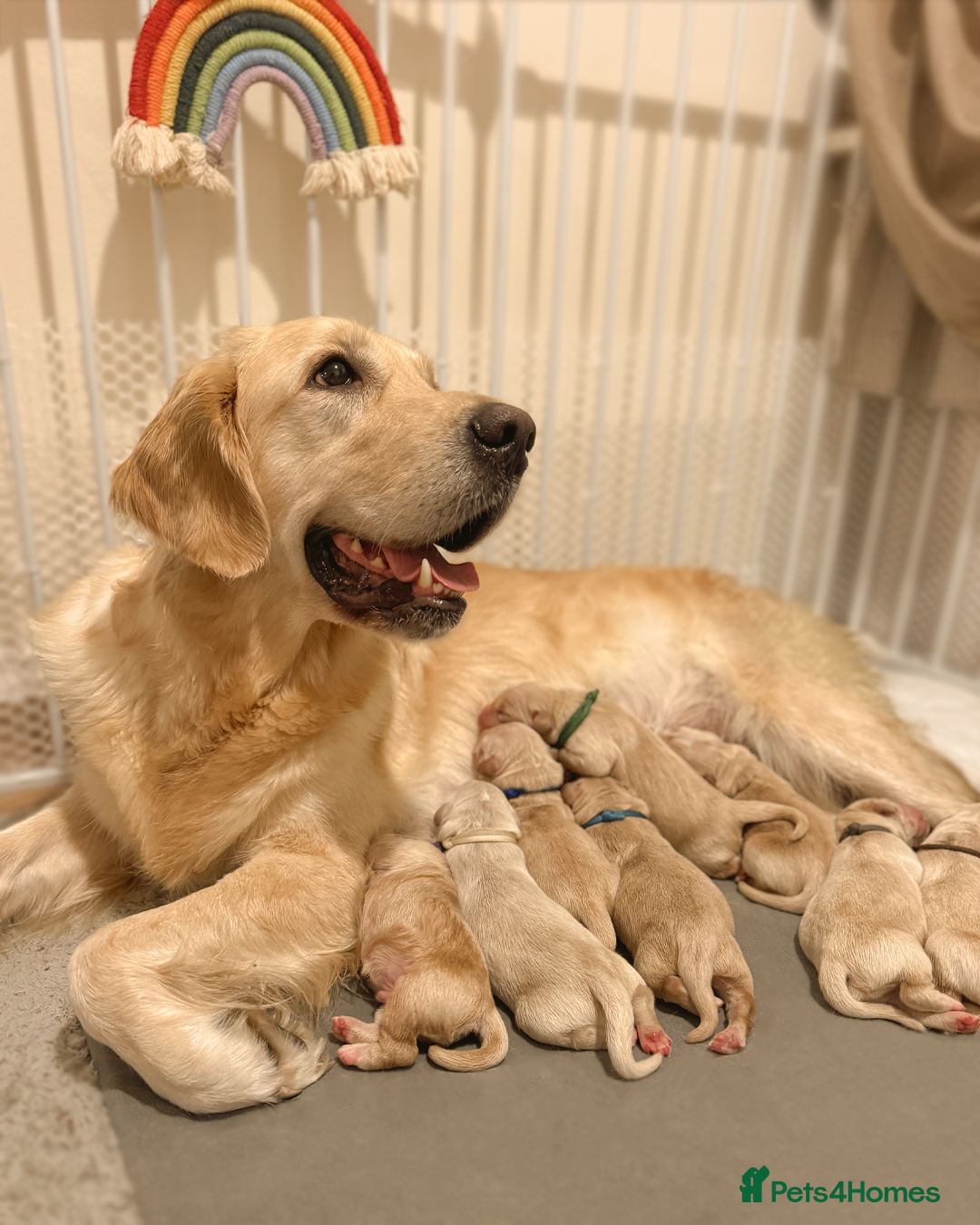 Golden Retriever dogs for sale: 🤍🧸 KC Pure Pedigree Home Raised GR Puppies - Image 5