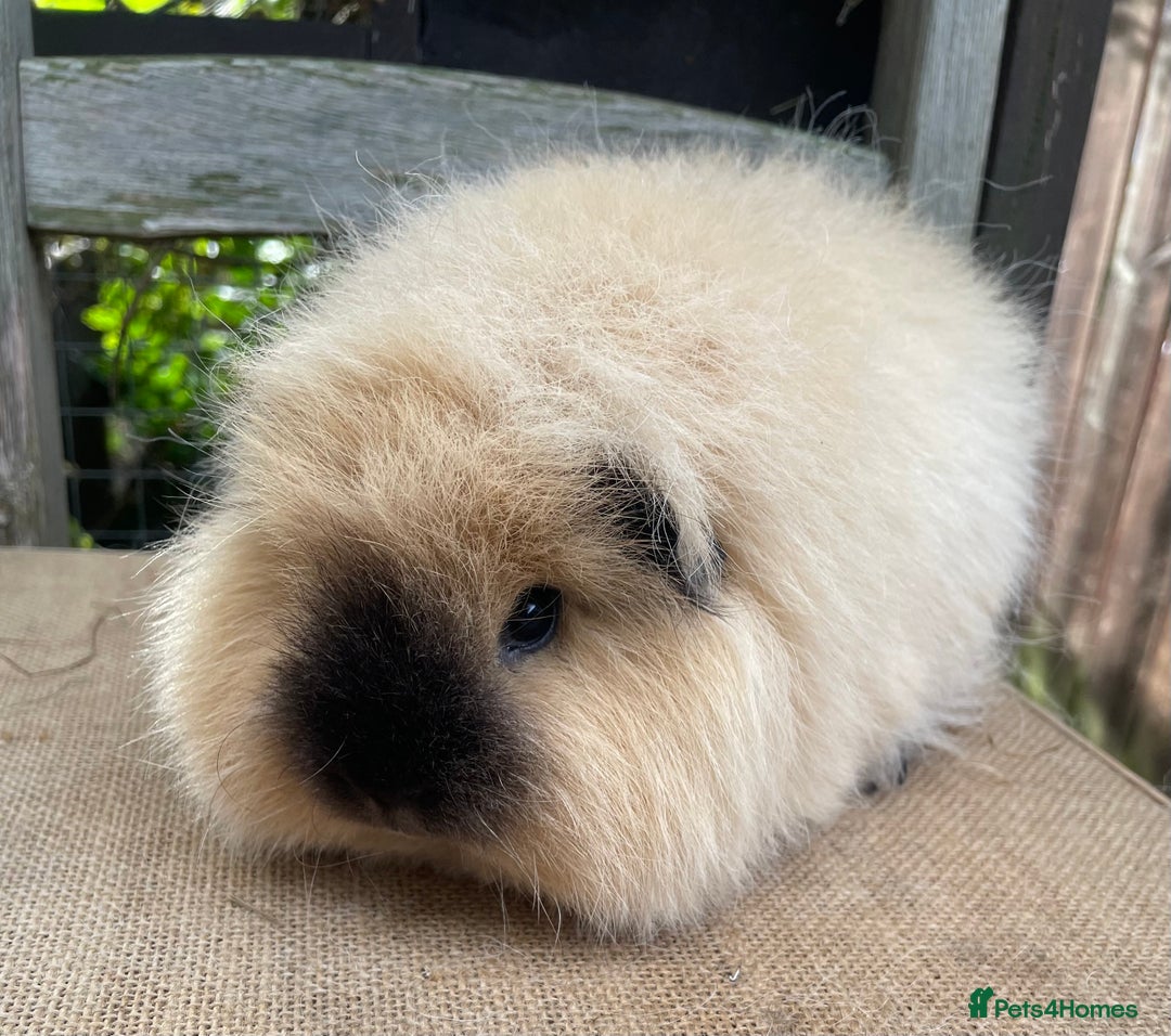 Guinea Pig rodents for sale: Lovely Swiss sow - Image 2
