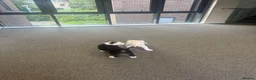 Mixed Breed dogs for sale: Old Tyme Collies looking for their forever home in Durham - Advert 34