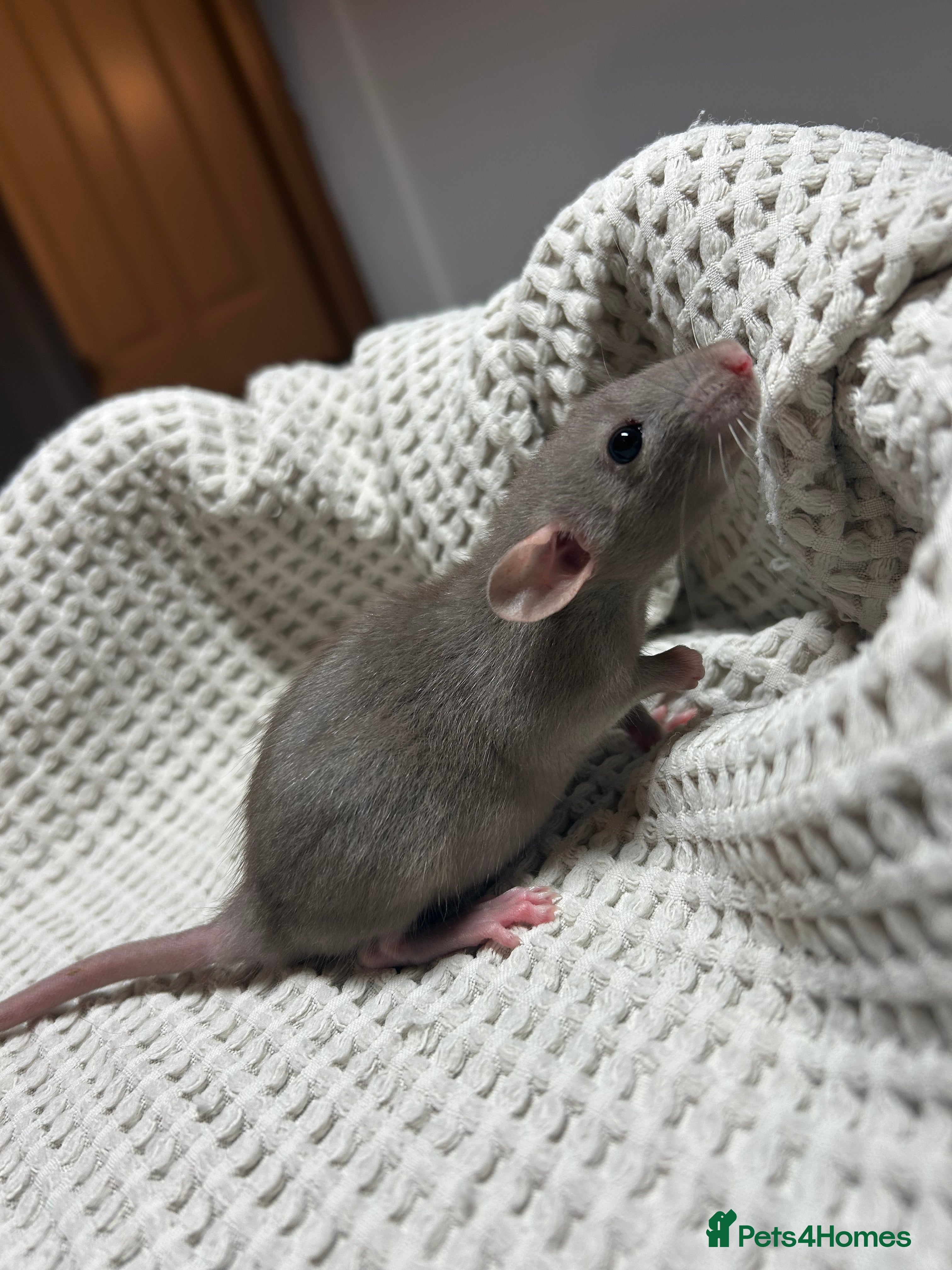 Rat rodents Baby dumbo rats for sale  - Advert 2