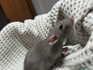 Rat rodents Baby dumbo rats for sale - Advert 2