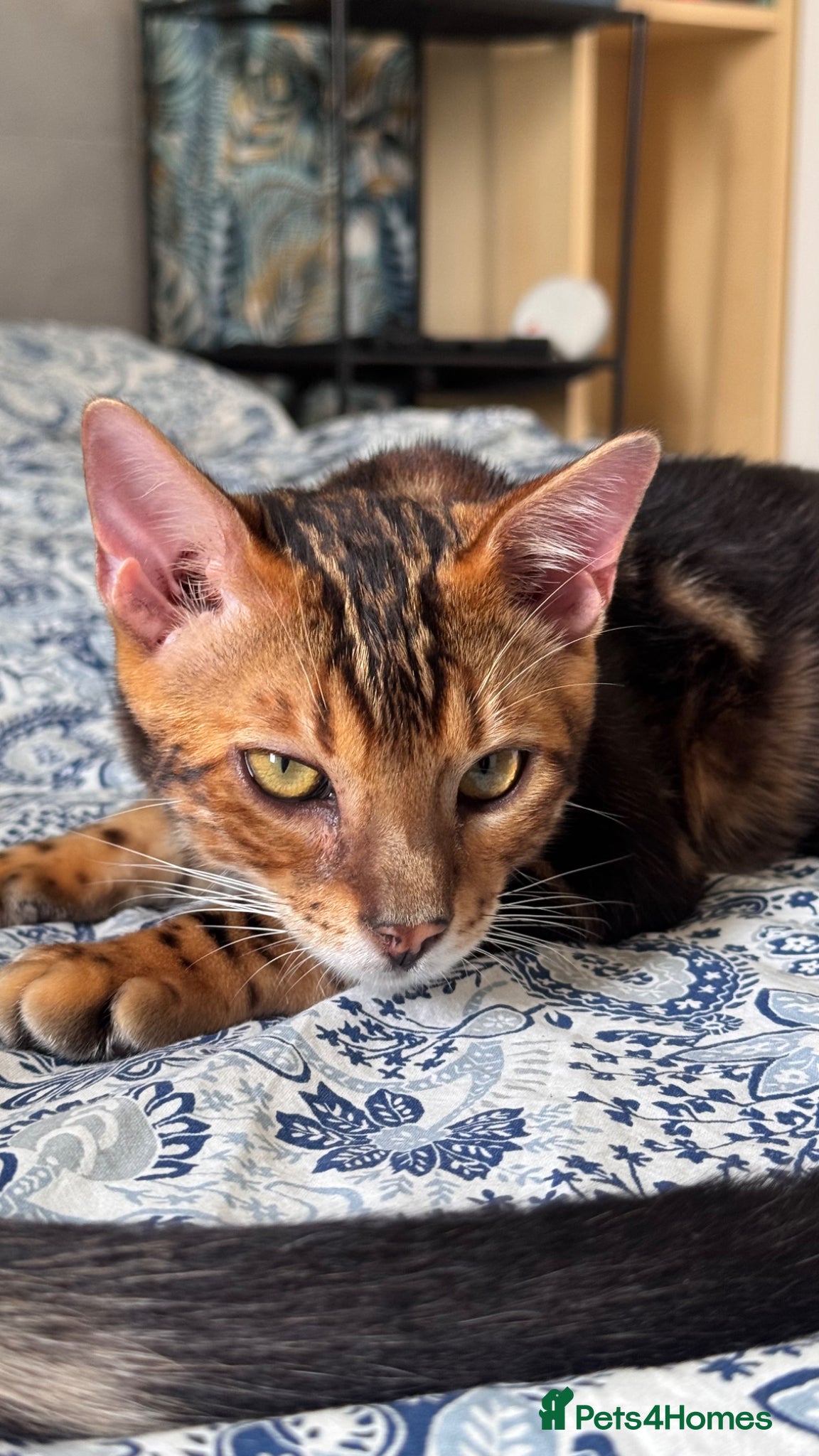 Bengal cats for sale: TICA Bengal cats adorable educated with kid NO UK  in London - Advert 2
