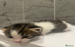 Mixed Breed cats for sale: 5 Mixed Breed Kittens - £80 each. - Image 4