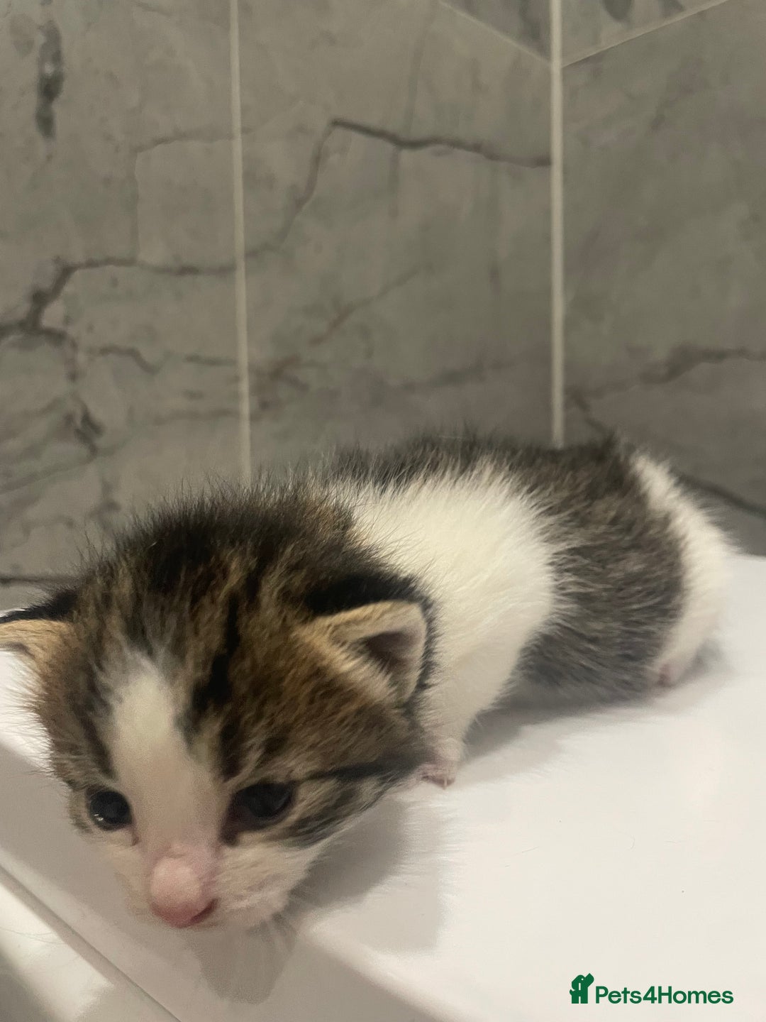 Mixed Breed cats for sale: 5 Mixed Breed Kittens - £80 each. - Image 4