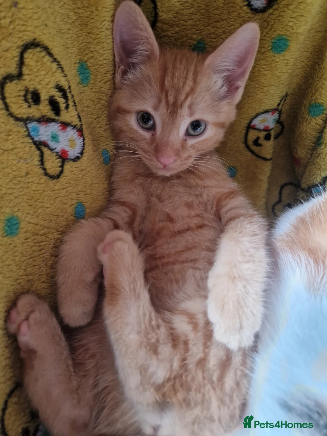 Mixed Breed cats for sale: Ginger and white female  - Advert 3