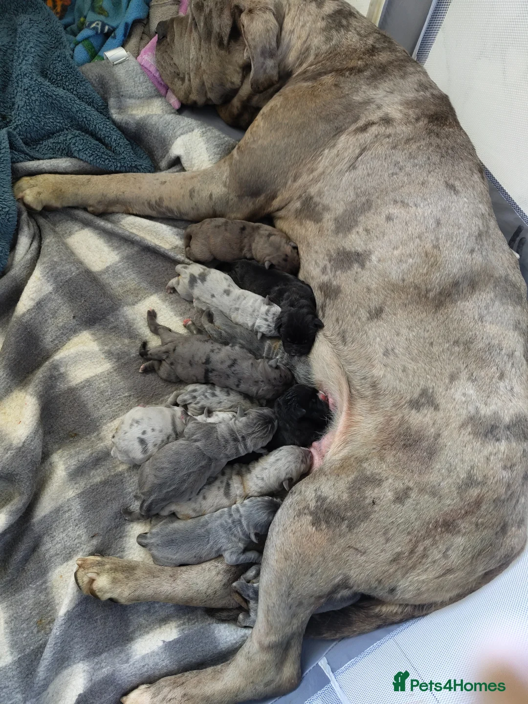 Mixed Breed dogs for sale:  Neapolitan Mastiff x Cane Corso Female Puppies  - Advert 2