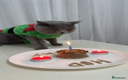 British Shorthair cats for sale: British short hair  - Image 10