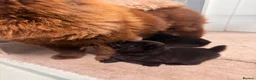 Chow Chow dogs for sale: Beautiful female chow chow's - Advert 1