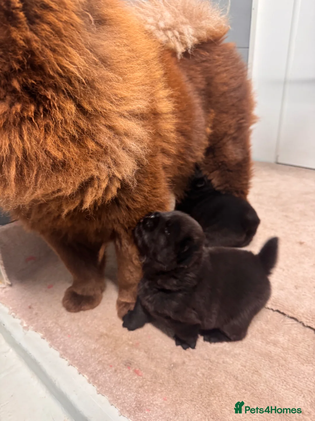 Chow Chow dogs for sale: Beautiful female chow chow's - Advert 1
