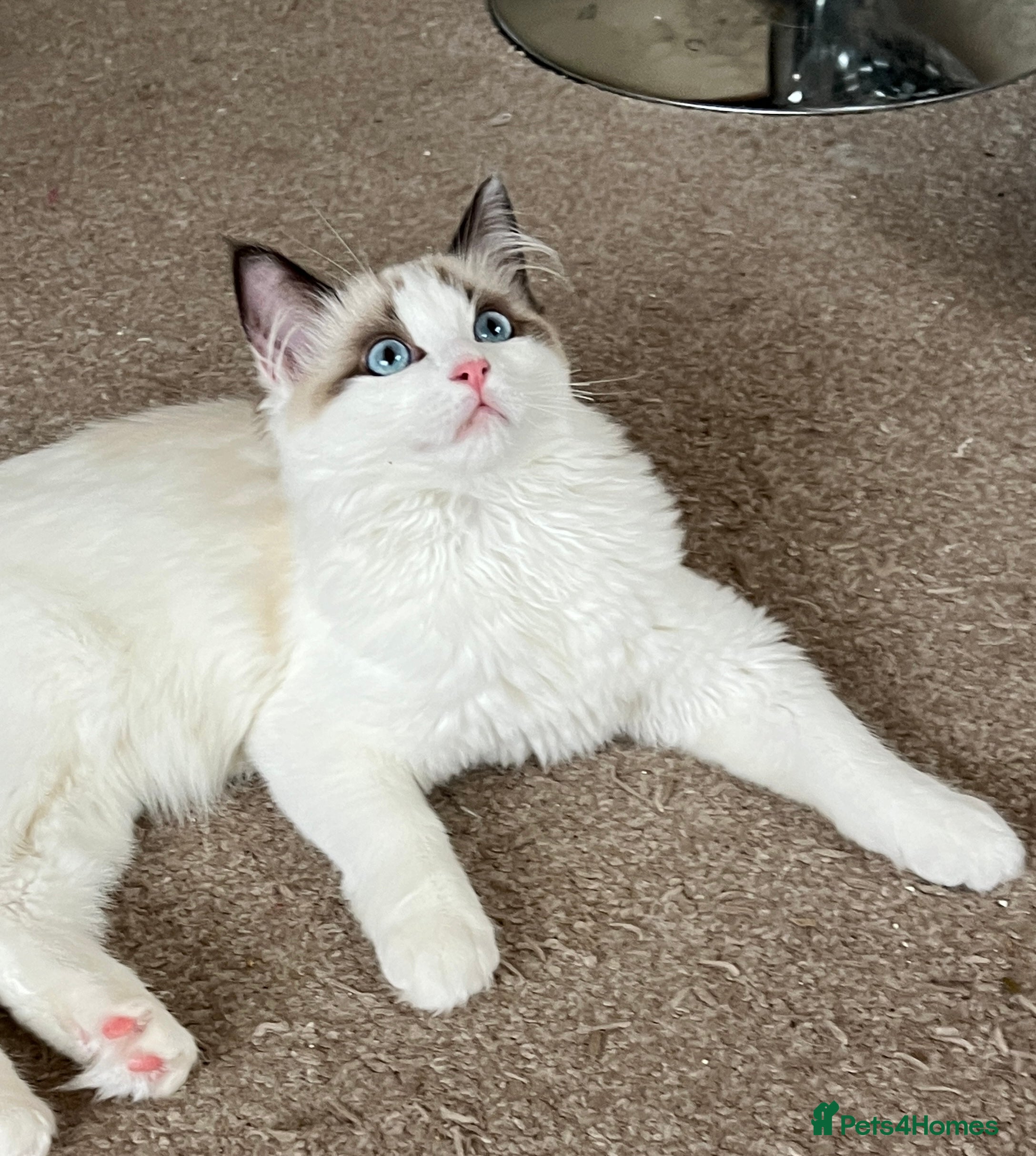 Ragdoll cats Sweet Chocolate bicolour Ragdoll in London - Advert 5