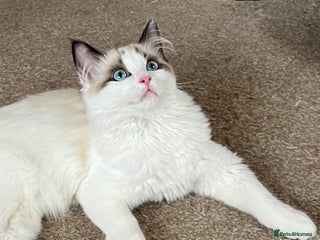 Ragdoll cats in London - Advert 17