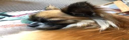 Chihuahua dogs for sale: Longhaired chihuahua puppies - Advert 27