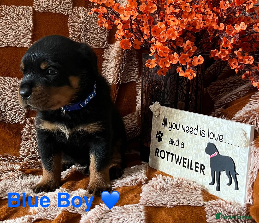 Rottweiler dogs for sale: The best of the best Rottweilers  - Image 18