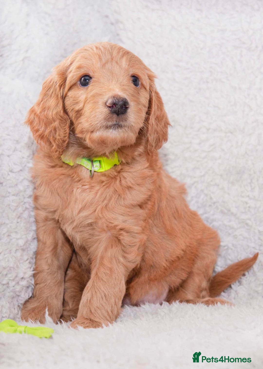Goldendoodle dogs for sale: Goldendoodles ready in 1 weeks, Beautiful babies. - Image 3