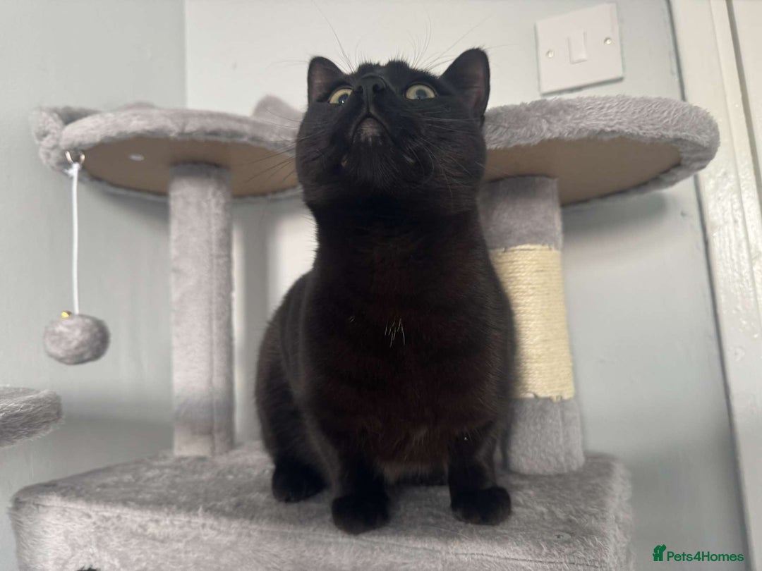 Bombay cats for sale: Urgent Bombay cat for sale  - Image 7