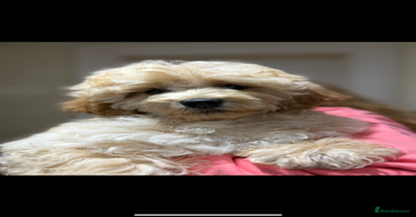 Cavapoo dogs - Advert 12