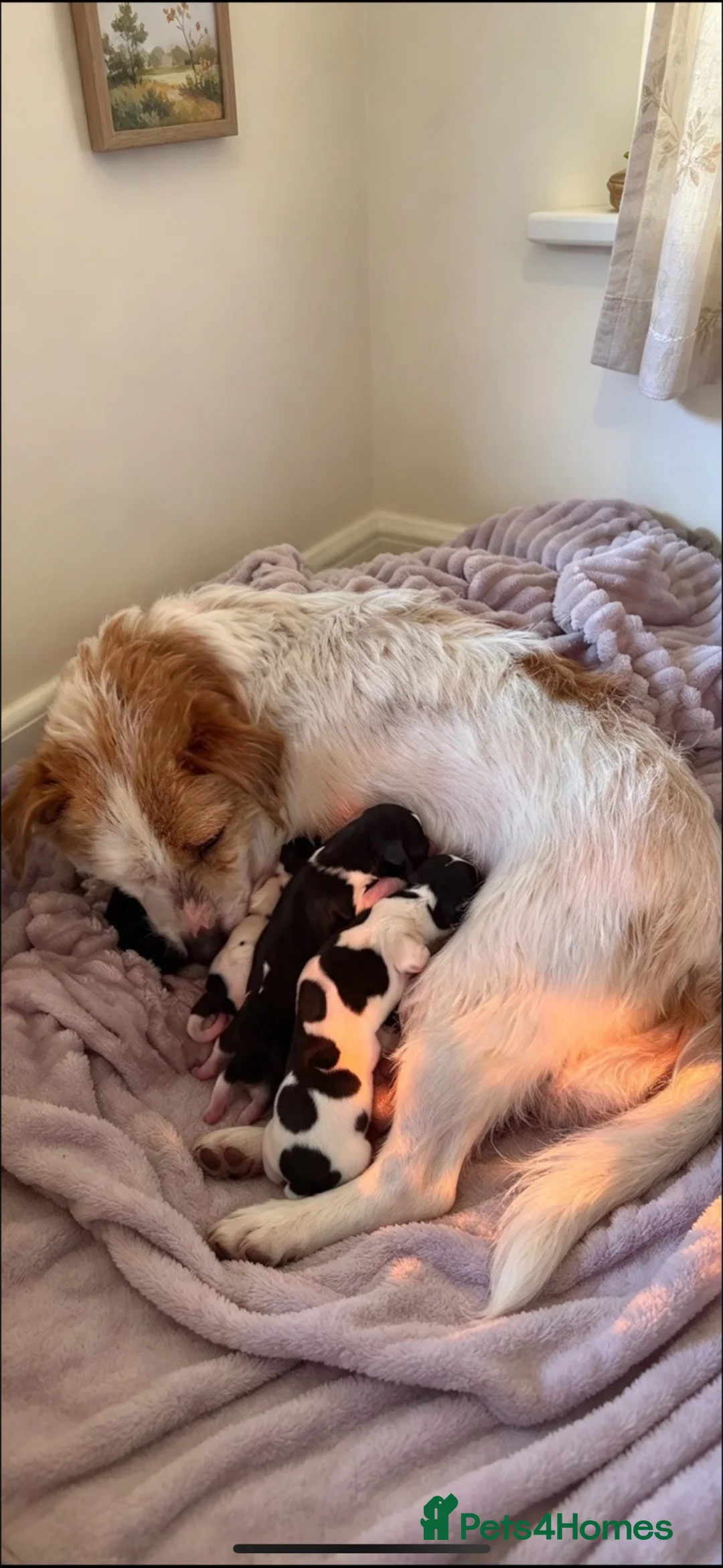 Jackapoo dogs for sale: Jackpot puppys in Peterborough - Advert 2