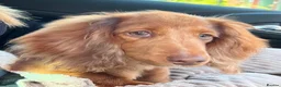 Miniature Dachshund dogs for sale: Beautiful Longhaired Miniature Dachshunds - Advert 7