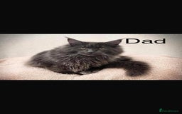 Maine Coon cats for sale: Beautiful blue smoke torbie Maine coon kittens  - Image 14