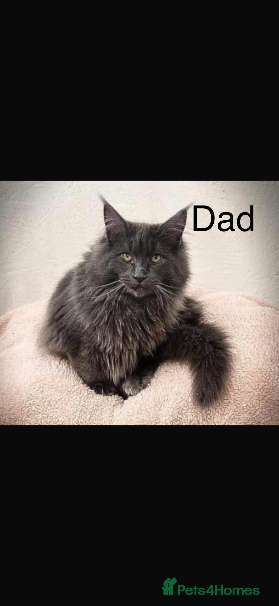 Maine Coon cats for sale: Beautiful blue smoke torbie Maine coon kittens  - Image 14