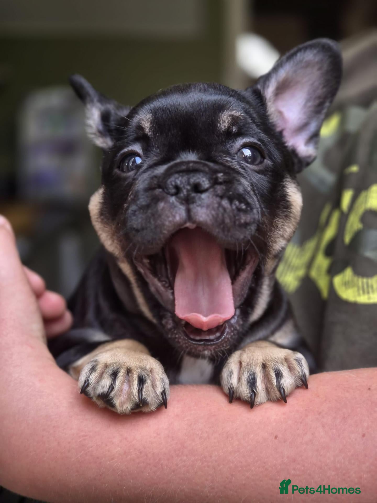 French Bulldog dogs READY NOW LAST GIRL FRENCH BULLDOG PUPS - Advert 8