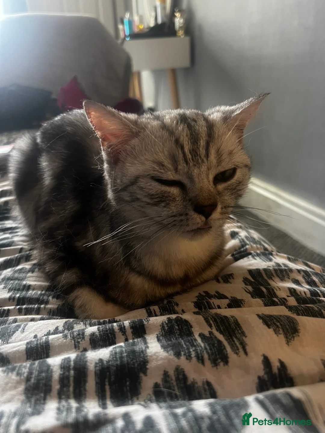 British Shorthair cats for sale: British shorthair  - Advert 1