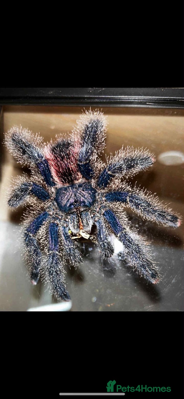 Tarantulas invertebrates Mature adult female avic jurensis - Advert 1