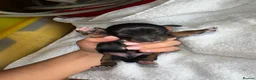 Dachshund dogs for sale: Jackshund puppies looking for a place to call home - Advert 22