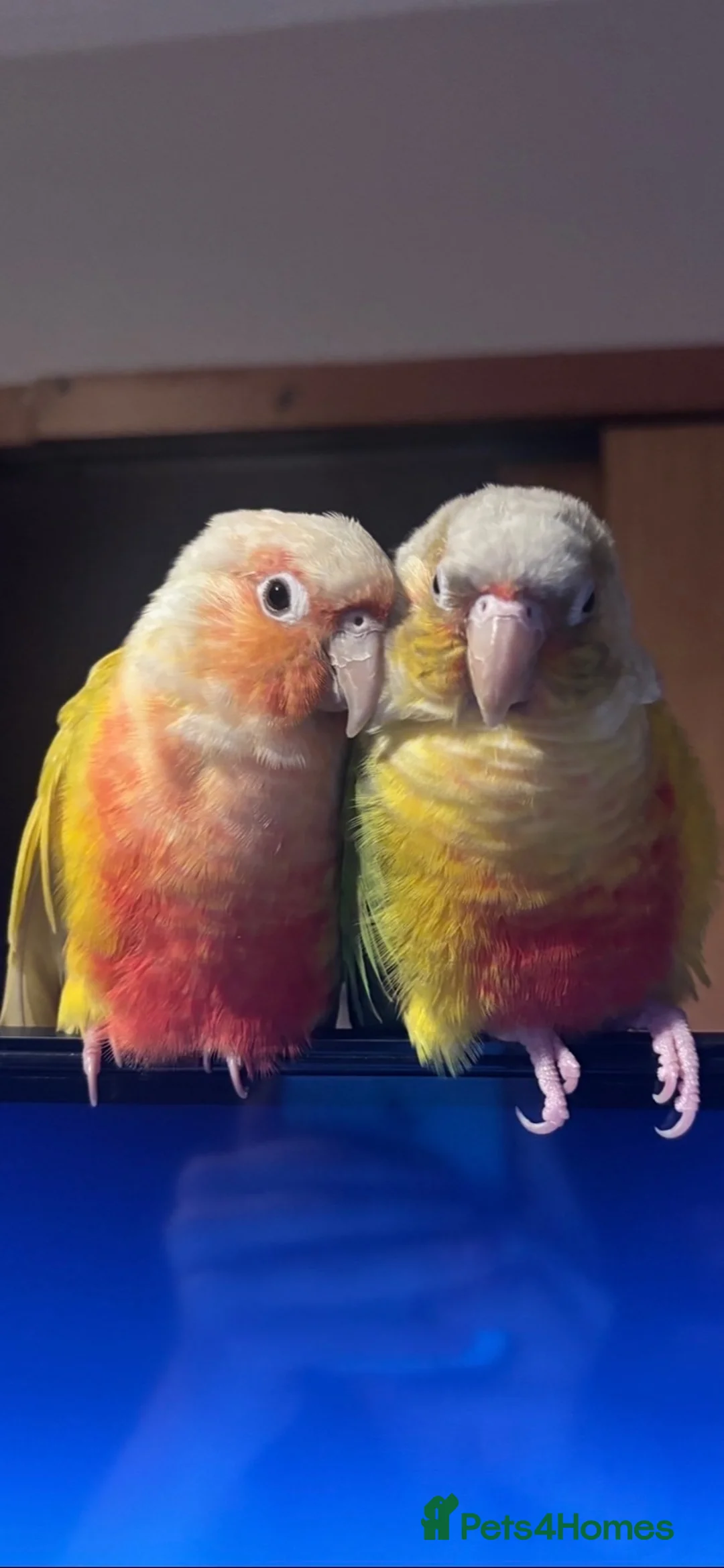 Conures birds for sale: 2 beautiful gccs looking for a new home - Advert 1