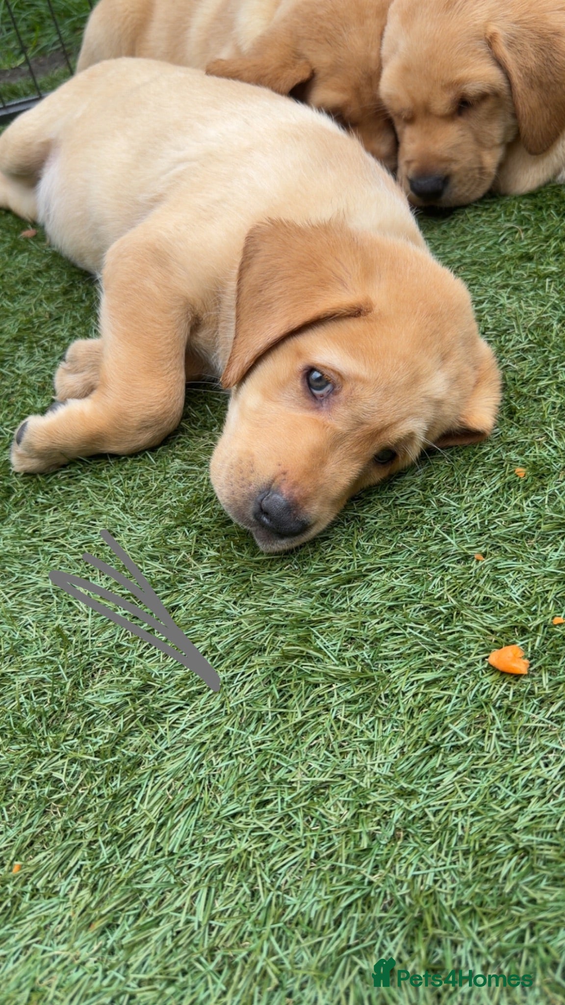Labrador Retriever dogs Beautiful chunky yellow Labrador puppies  - Advert 2