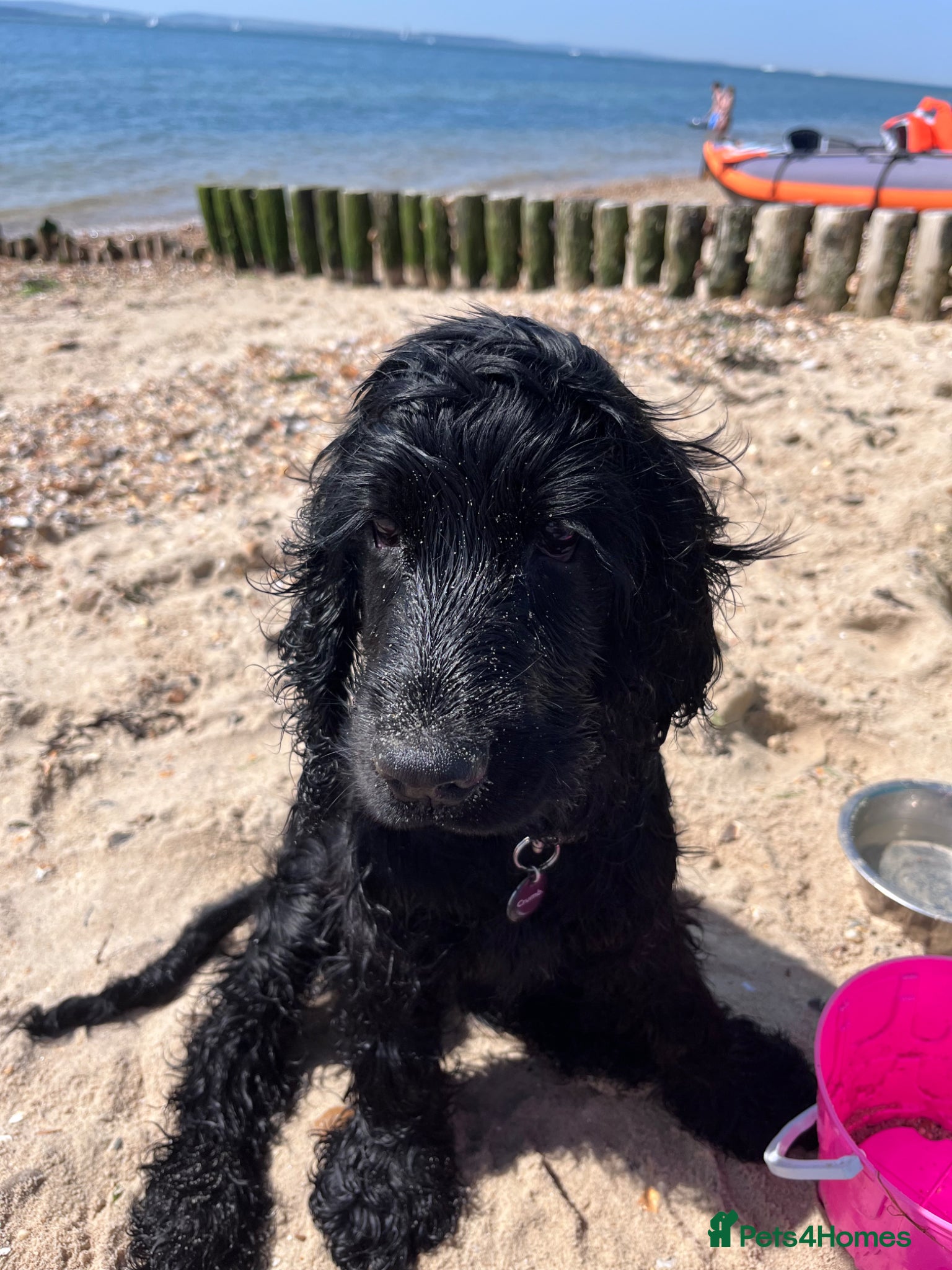 Cocker Spaniel dogs for sale: Jasper - 5 month old Show Cocker Spaniel in Wantage - Advert 2