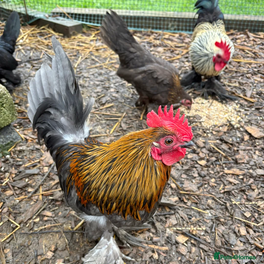 Chickens poultry for sale: Sablepoot/Booted Bantam Pullets - Advert 6