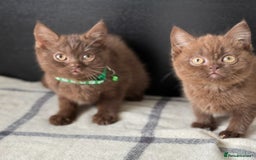 Brazilian Shorthair cats for sale: GCCF Reg British Shorthair Kittens (Males) - Image 2