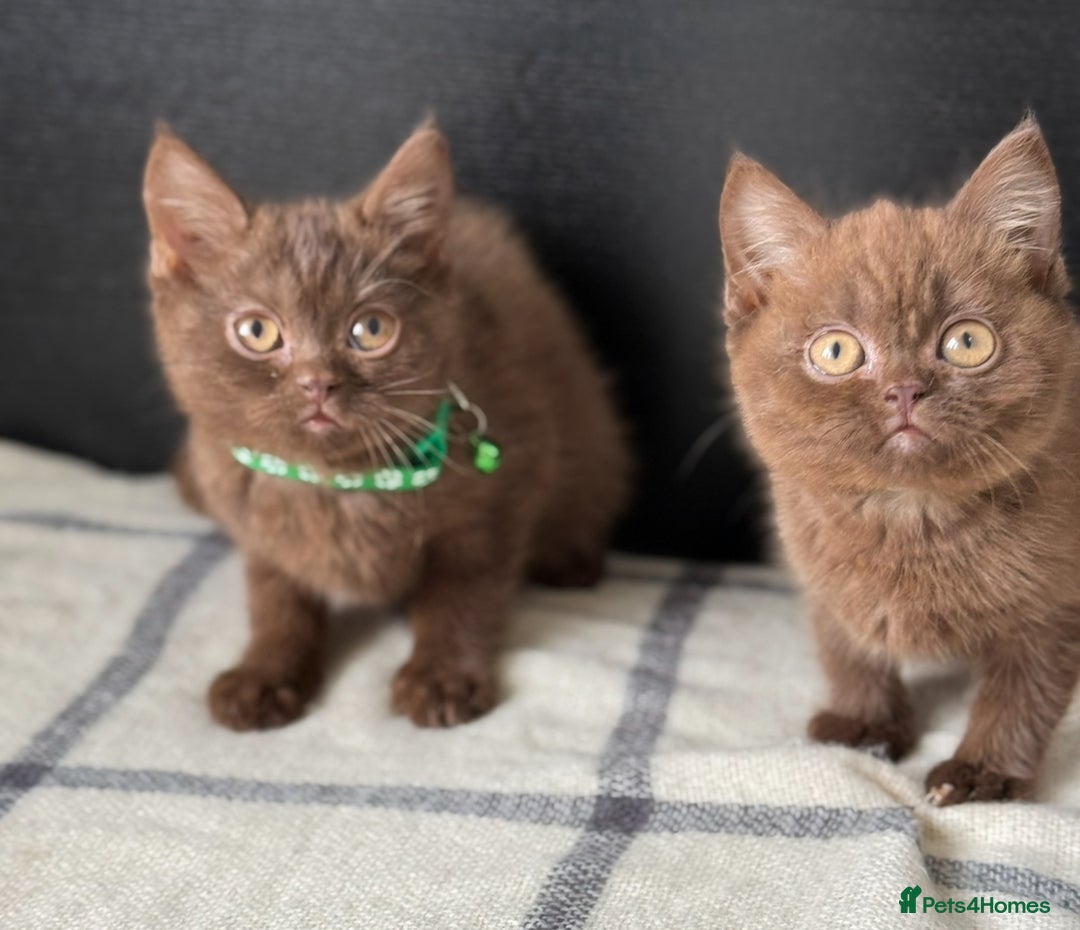 Brazilian Shorthair cats for sale: GCCF Reg British Shorthair Kittens (Males) - Image 2