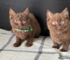 British Shorthair cats - Advert 7