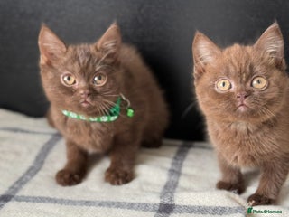 Brazilian Shorthair cats - Advert 27